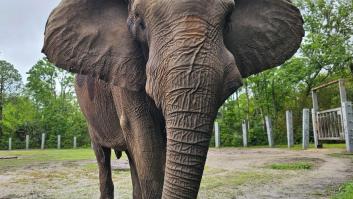 30 médicos operan de urgencia al elefante de Michael Jackson