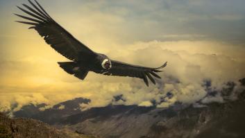 Este es el ave más grande del mundo y sus lugares de vuelo