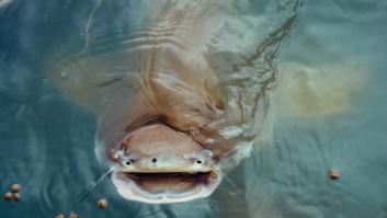 Pescan un monstruo de río de 130 kilos jamás visto
