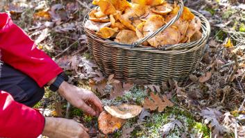 Este es el mejor rincón secreto para encontrar setas a espuertas en Cataluña este otoño