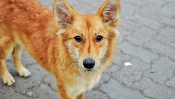 Descubren el animal que fue el mejor amigo del hombre mucho antes que el perro