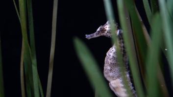 El caballito de mar español desaparece por completo de su hábitat ideal