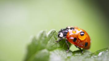 Liberan mariquitas en Pamplona para enfrentarse al parásito que acecha en sus calles
