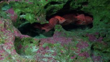 Demuestran la teoría de que los peces saben cómo “hacer autostop” con los pájaros