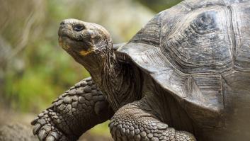 Aparecen dos mega tortugas peligrosas de 50 kilos en un río de Madrid