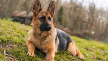 8 razas de perro que debes evitar si eres un dueño sin experiencia