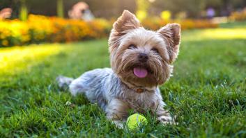 Cómo saber si un Yorkshire Terrier es puro o bien es mestizo
