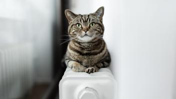 En EEUU hay más de 85 millones de gatos domésticos, pero pocos saben que los primeros llegaron en barcos españoles