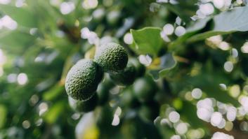 La fruta preciada de Marruecos sortea las fuertes lluvias del norte del país y sale ilesa