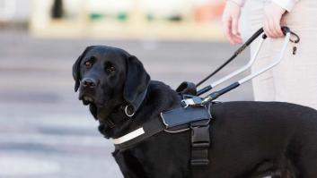 La petición importante que emite la ONCE para no distraer con este gesto a los perros guía