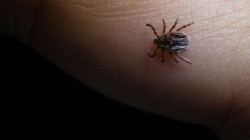 Las garrapatas mueren al acto con el producto libre de residuos que cuesta poco y protege a tus niños y animales