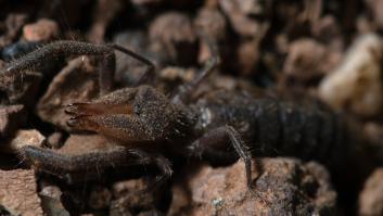 El CSIC advierte: se ha colado una nueva especie de araña en España
