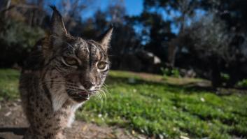 Confirman la matanza de linces ibéricos
