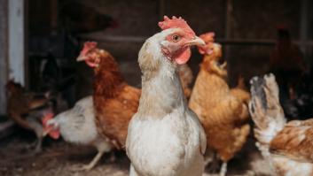 El Gobierno cambia las normas: tener gallinas para autoconsumo sin registrarlas es una infracción con multas de hasta 3.000 euros