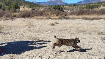 Aparece muerto uno de los diez linces liberados en España