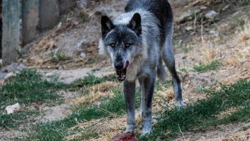 Desde los 100 hasta los 3.115 euros por animal: esta es la indemnización que recibe el ganadero por ataque de lobo