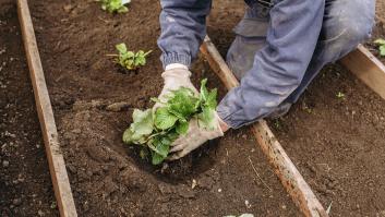Estas son las semillas que debes plantar en mayo en el huerto para ahorrar mucho dinero en verano