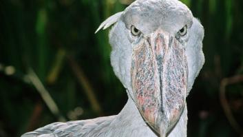 Así es el pájaro depredador que come cocodrilos, mata a sus hermanos y mide casi como un ser humano