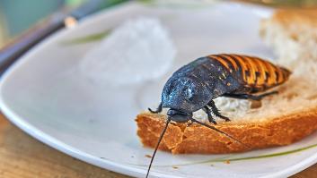 Un experto en plagas lanza una alerta internacional enfocada en la invasión intensa de supercucarachas en España