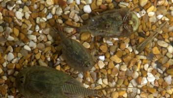 El diminuto fósil viviente es la especie animal más antigua del mundo y está en este pueblo español