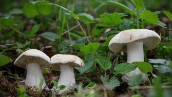 Esta deliciosas setas se reactivan de manera repentina en España