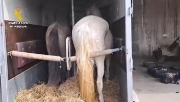 Cae la banda de narcotraficantes que pasaba droga desde Melilla... en transportes de caballo