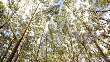 Asombro de los científicos al descubrir que uno de los árboles más comunes en España puede filtrar oro