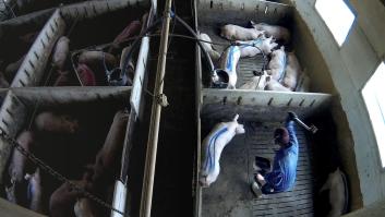 Denuncian una nueva granja de los horrores de cerdos con sello de bienestar animal