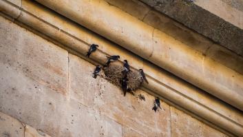 El plan para proteger las tres aves típicas de España que son nuestros pesticidas naturales