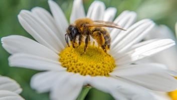 La plaga que mata a las abejas masivamente acelera de forma peligrosa