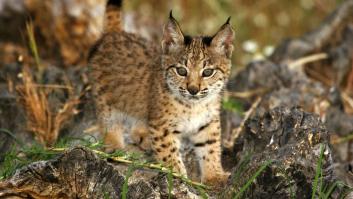 El lince ibérico escapa de la extinción