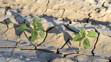 El truco de un agricultor para regar más eficientemente en épocas de sequía