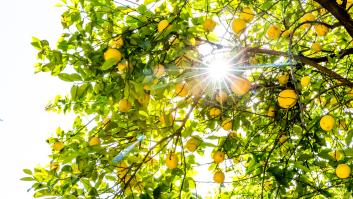 El colapso del limón amenaza con arruinar comarcas enteras