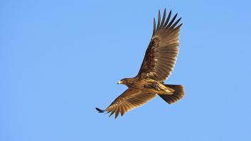 La guerra de Ucrania rompe las rutas de las águilas
