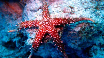 Esta es la curiosa forma en la que se mueven las estrellas de mar