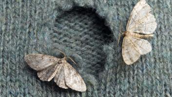 Qué es la motefobia, el miedo a las polillas, y cómo combatirlo