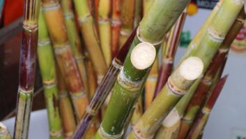 Canarias se lanza a por el cultivo exitoso de 1492