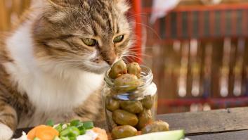 La relación entre los gatos y las aceitunas para alcanzar la felicidad