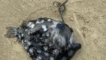 Aparece muerto el pez monstruoso de las profundidades imposible de ver por el ser humano