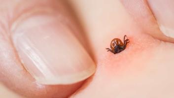 Esta es la población que debe vacunarse sí o sí contra las garrapatas