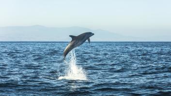 La escapada ideal de verano con niños: el tour de Cádiz para ver delfines y ballenas