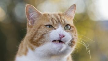 Estas son las señales para reconocer la sensibilidad animal