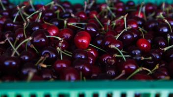 Euforia desmedida con la cereza española
