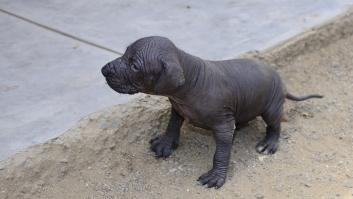 Esta es la esperanza de vida de la raza de perro más rara del mundo