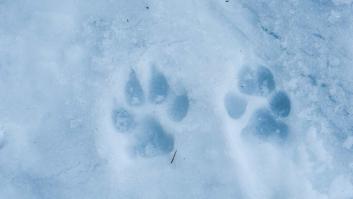 El animal salvaje que invadió las grandes ciudades del mundo y la situación en España: "Cambió genéticamente"