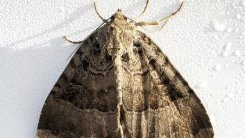 Los expertos ponen en su sitio a la plaga inesperada de polillas gigantes que invade Madrid