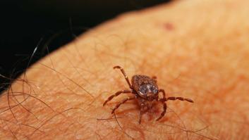 La gran eminencia española en garrapatas revela el lado siniestro y oculto de esta plaga