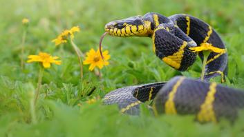 Avisan del inicio de la temporada de serpientes en los jardines y un experto pide no hacerse el héroe