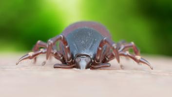 La prensa inglesa se hace eco del contundente plan de España contra la plaga alarmante del verano