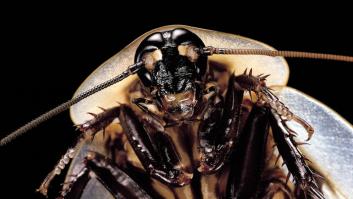 Un experto revela las claves para evitar sufrir la plaga desbordante de supercucarachas en España